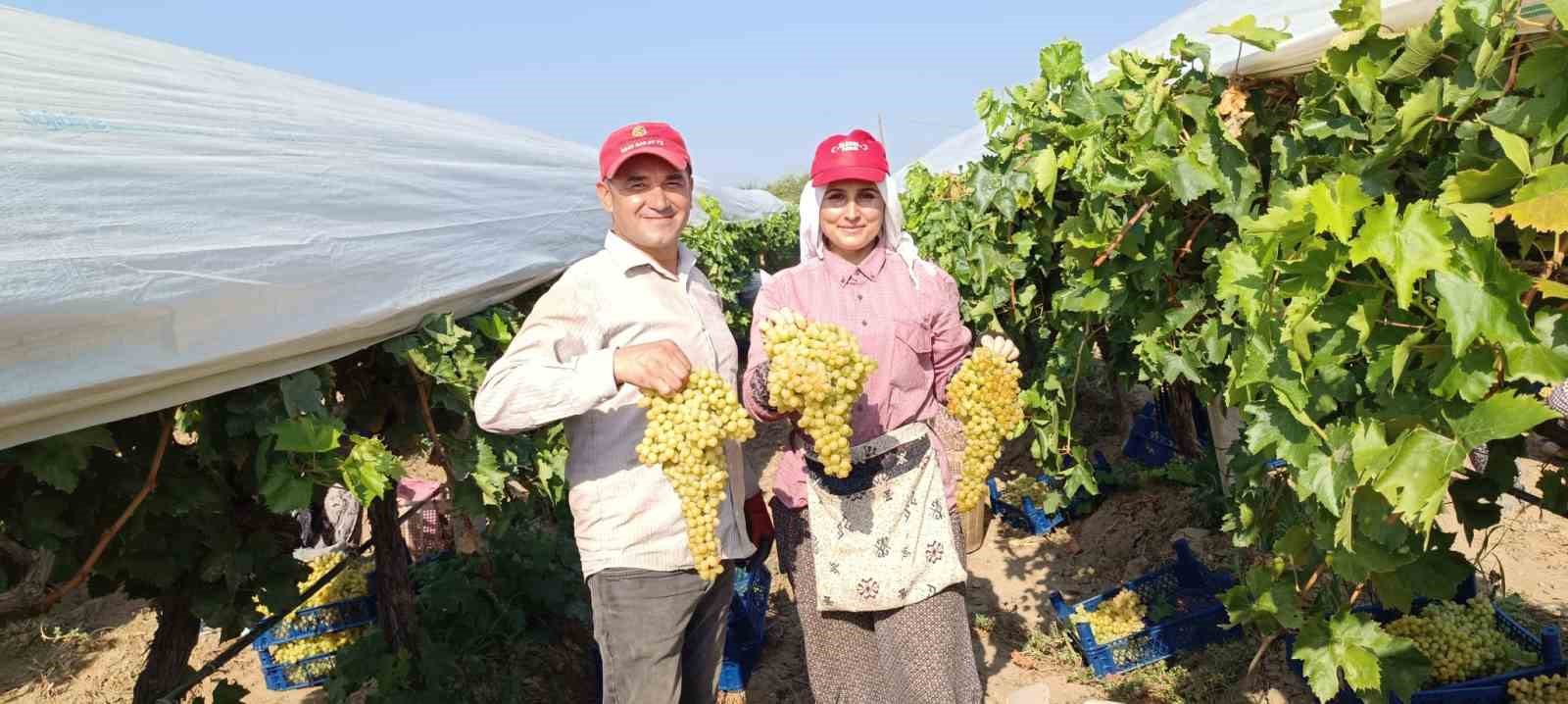 Devasa üzüm salkımını bulan işçiye bahşiş
