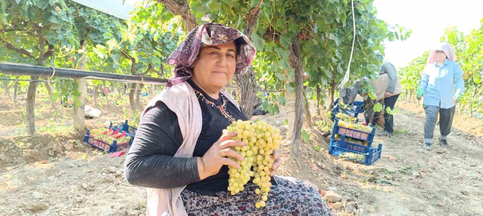 Devasa üzüm salkımını bulan işçiye bahşiş
