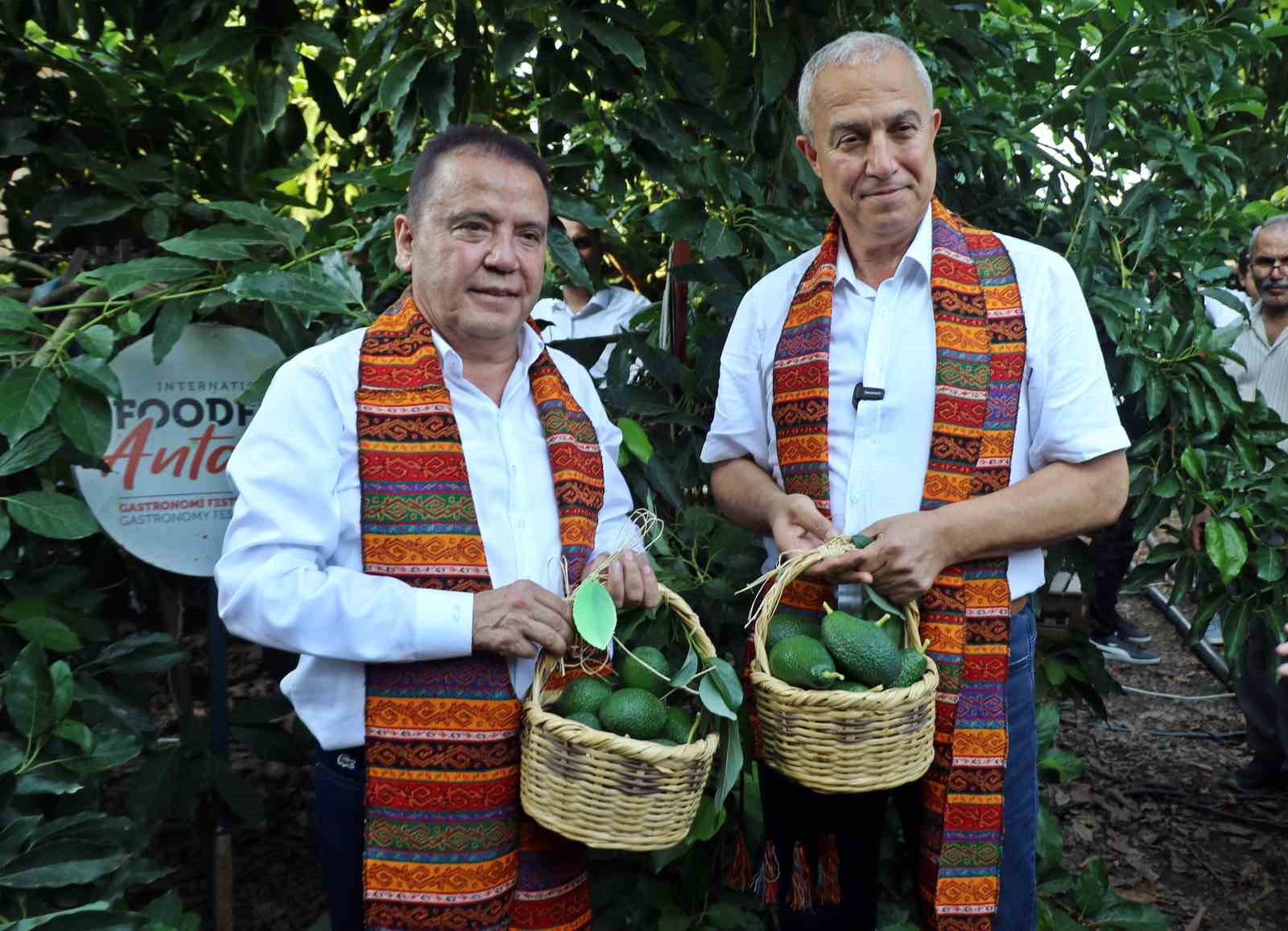 Foodfest Antalya Uluslararası Gastronomi Festivali kapsamında avokado ve mango hasadı yapıldı
