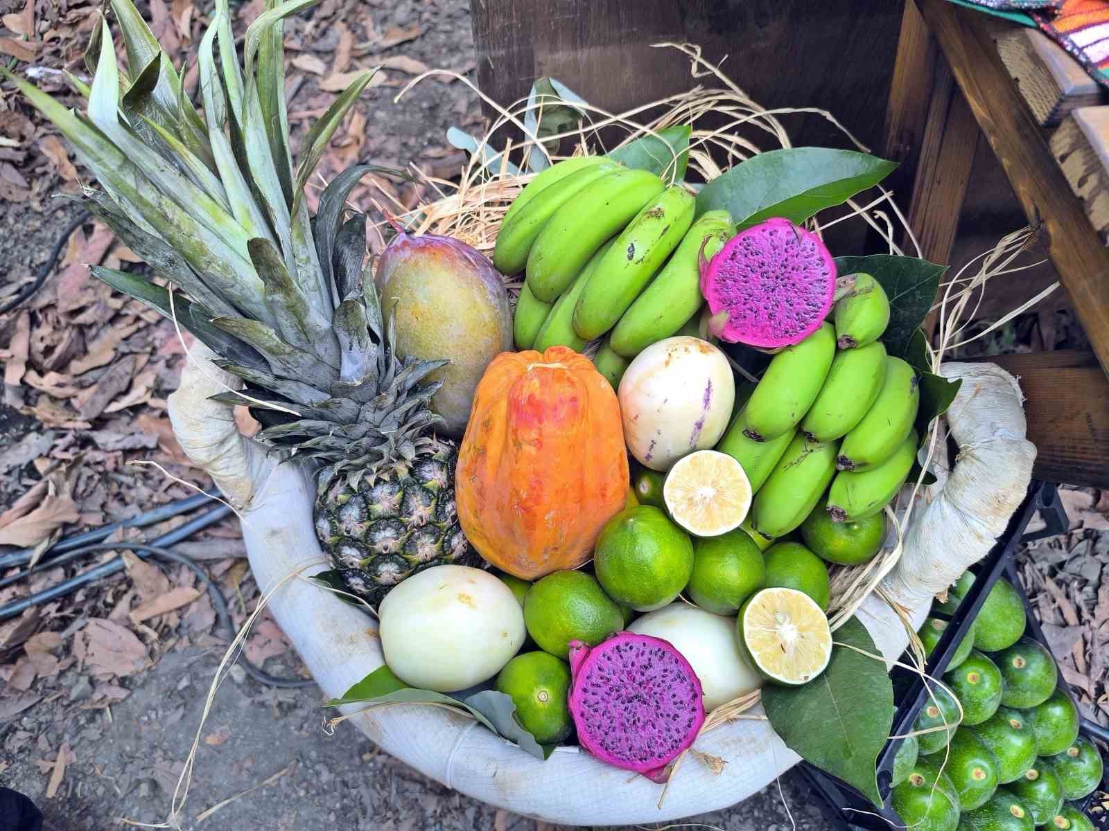 Foodfest Antalya Uluslararası Gastronomi Festivali kapsamında avokado ve mango hasadı yapıldı
