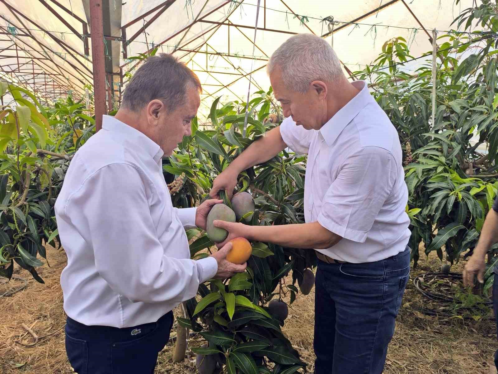 Foodfest Antalya Uluslararası Gastronomi Festivali kapsamında avokado ve mango hasadı yapıldı
