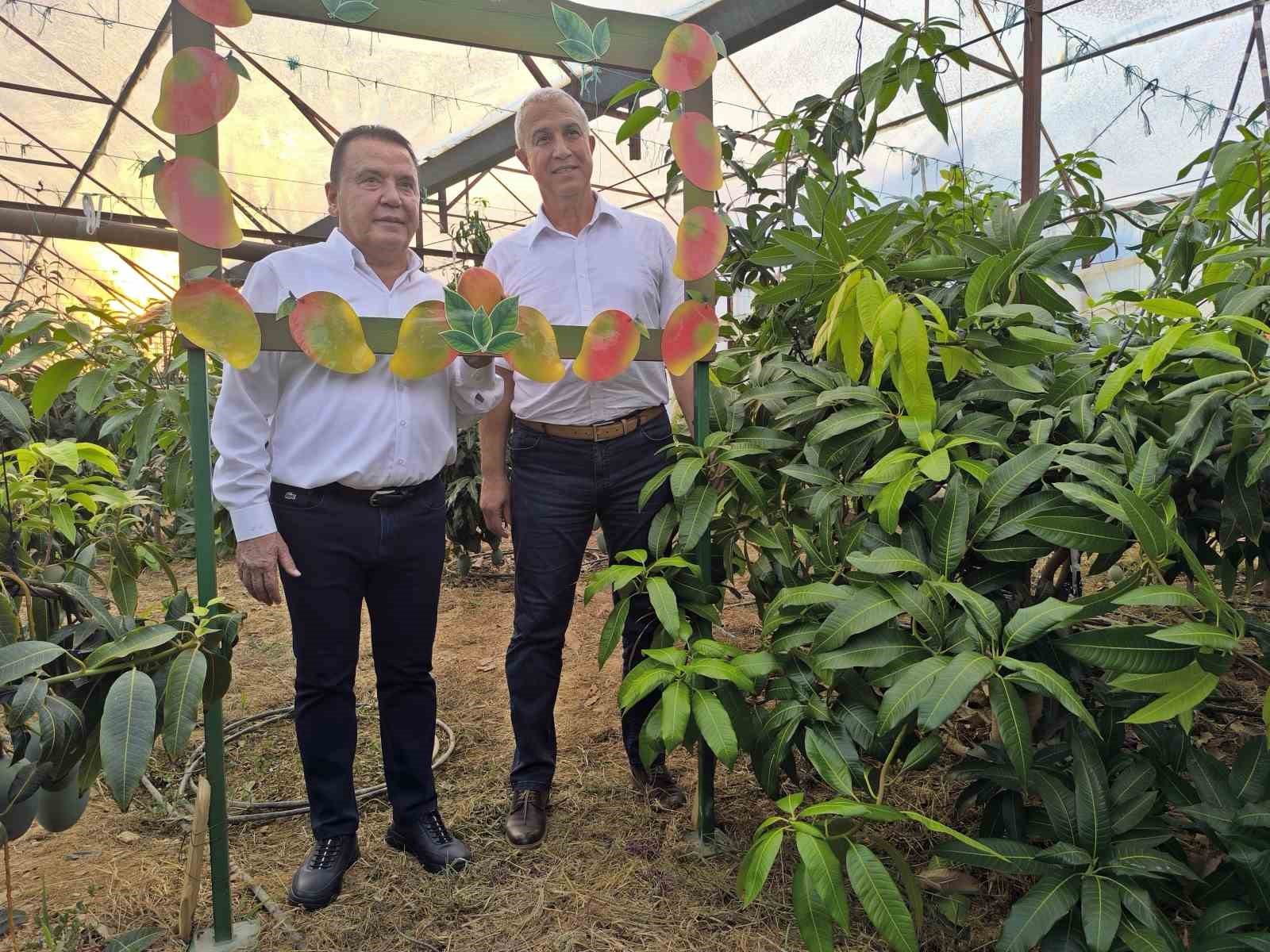 Foodfest Antalya Uluslararası Gastronomi Festivali kapsamında avokado ve mango hasadı yapıldı
