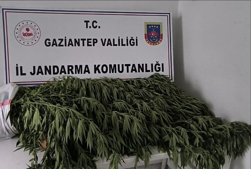 Gaziantep’te 214 kök Hint keneviri ele geçirildi: 8 gözaltı
