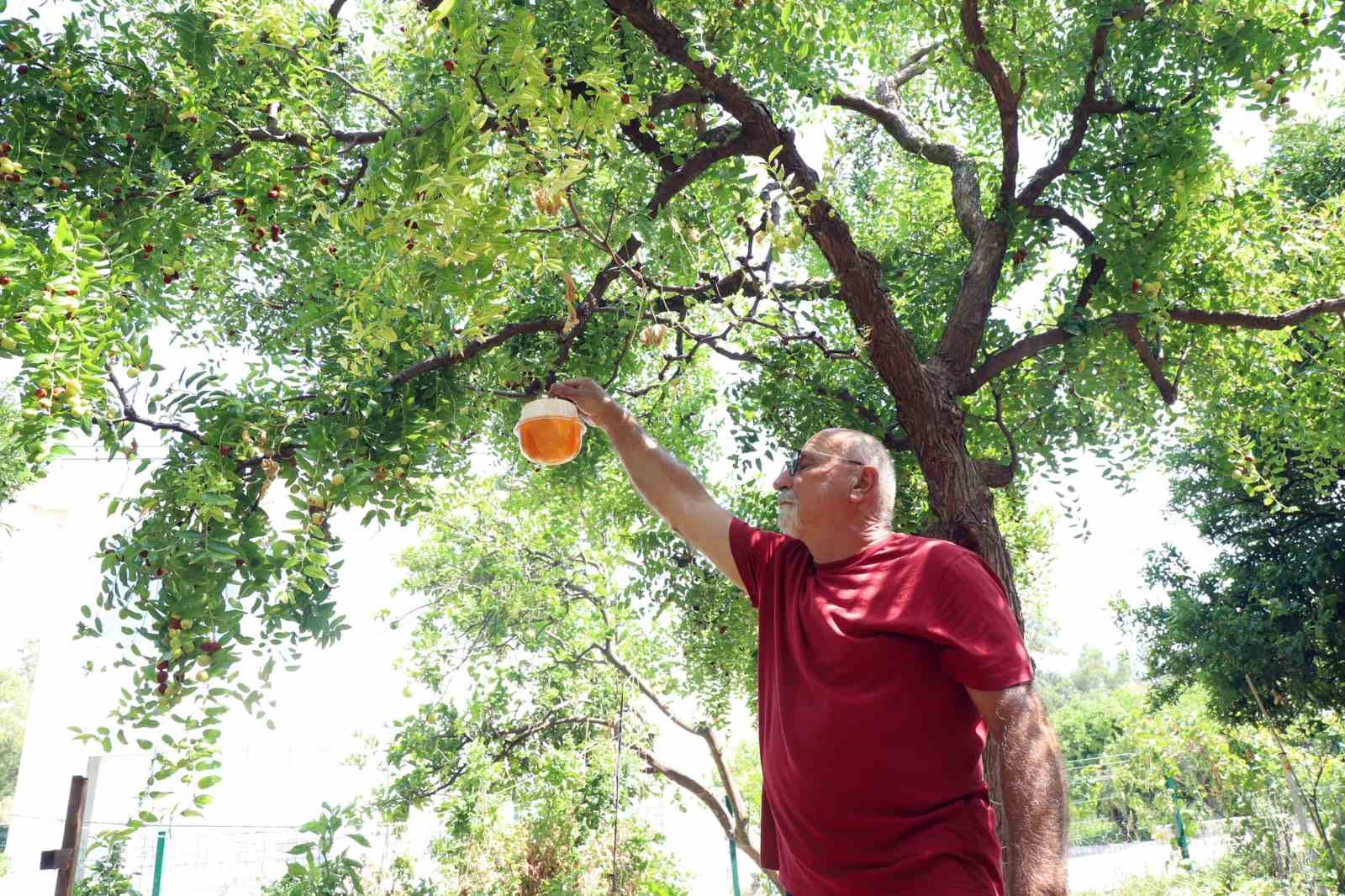 Narenciye üreticisinin kâbusu Akdeniz Meyve Sineğine tuzak
