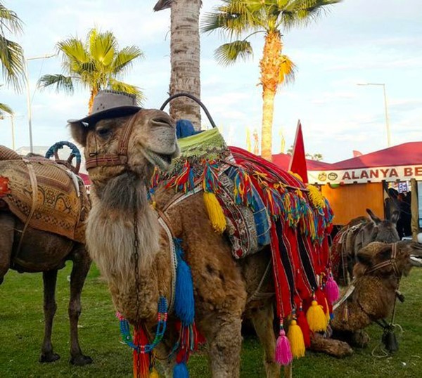 Alanya’da devecilik faaliyetlerine son verildi
