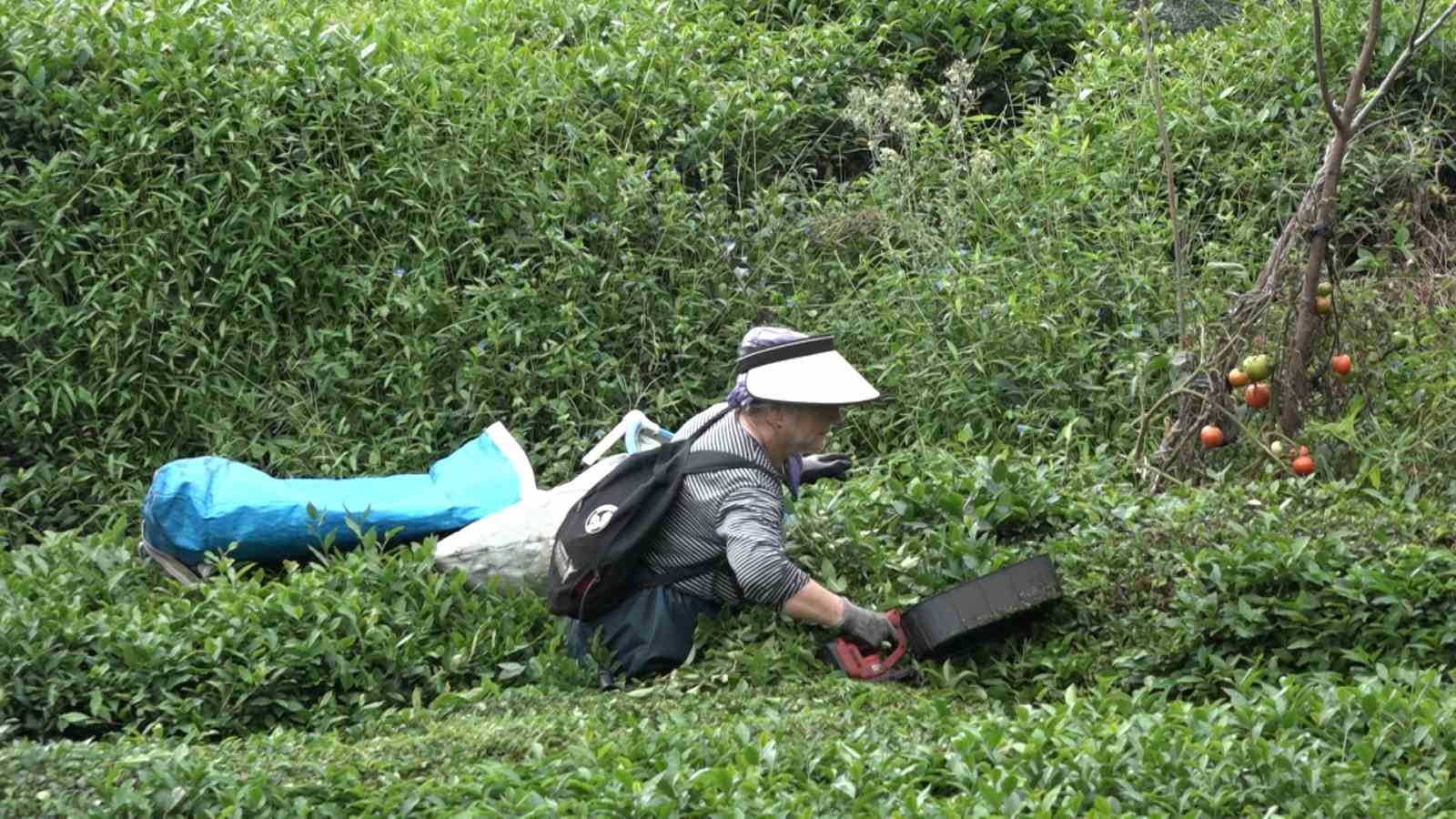 ÇAYKUR’un randevulu çay alım sistemine geçmesi üreticiyi sevindirdi
