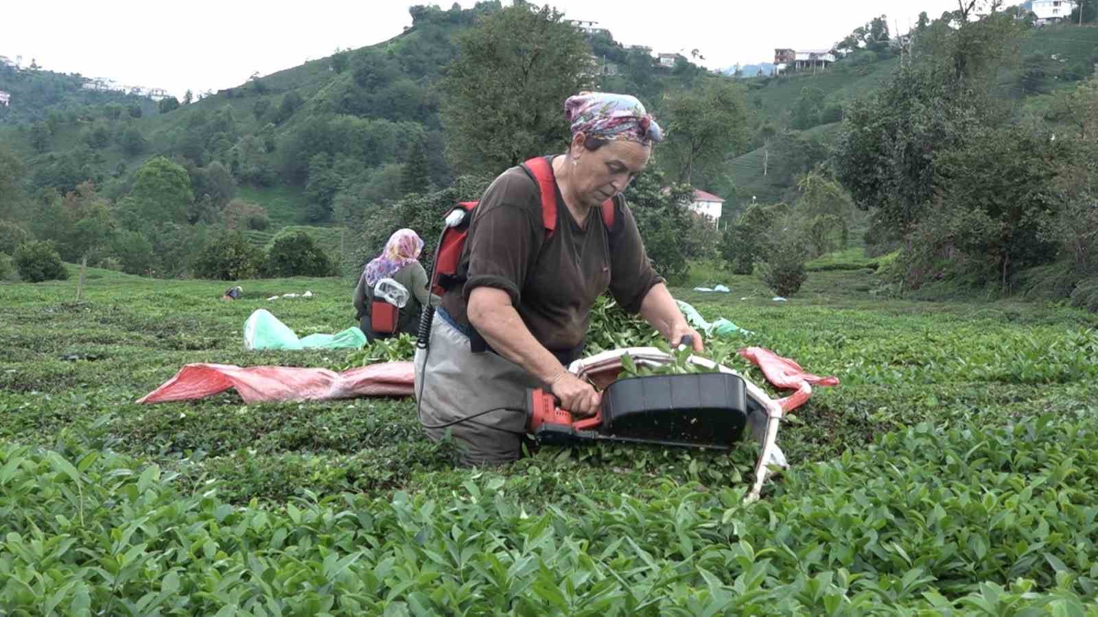 ÇAYKUR’un randevulu çay alım sistemine geçmesi üreticiyi sevindirdi
