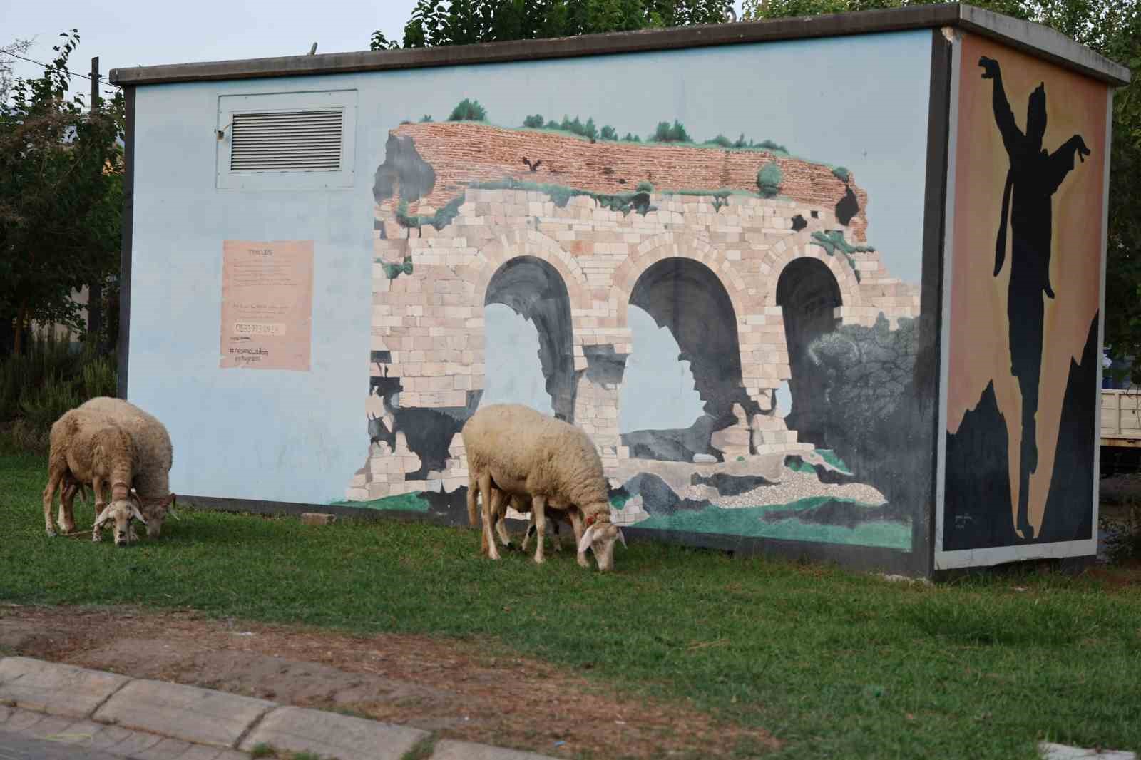 Doğurganlık hızının hızla düştüğü Aydın’da parklar koyunlara kaldı
