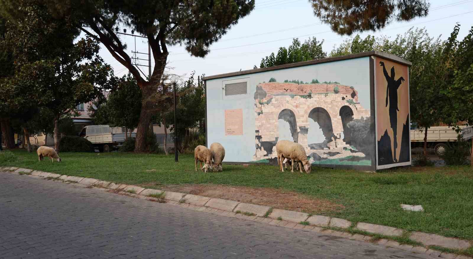 Doğurganlık hızının hızla düştüğü Aydın’da parklar koyunlara kaldı
