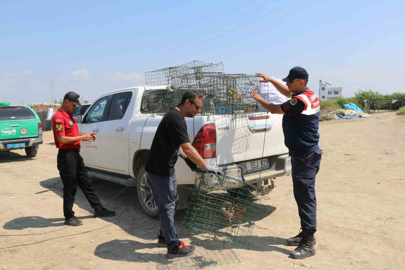 Adana’da kaçak balık avına geçit yok
