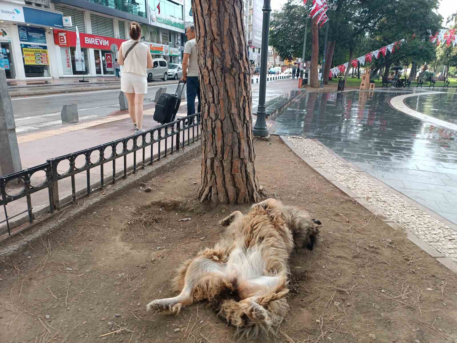 İlginç şekilde uyuyan köpek dikkat çekti
