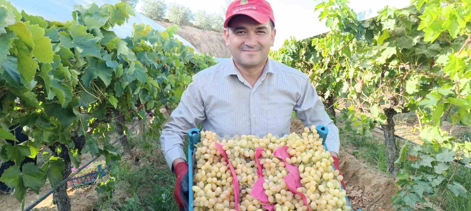 İki salkım üzüm bir kasayı dolduruyor
