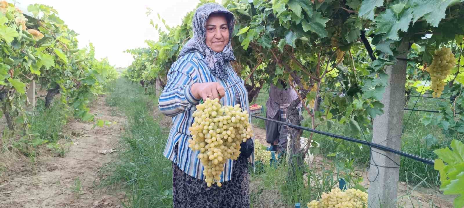 İki salkım üzüm bir kasayı dolduruyor
