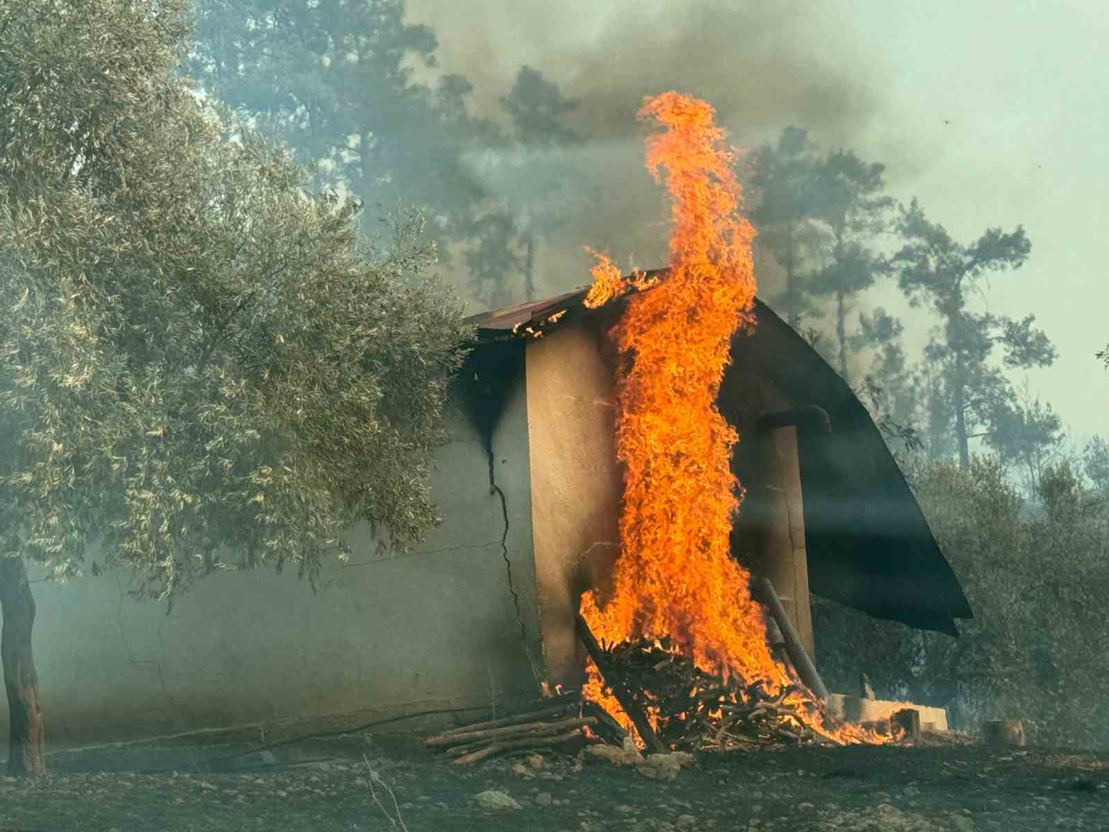 Alevler emekleri yok etti: Orman yangınında yüzlerce arı kovanı küle döndü
