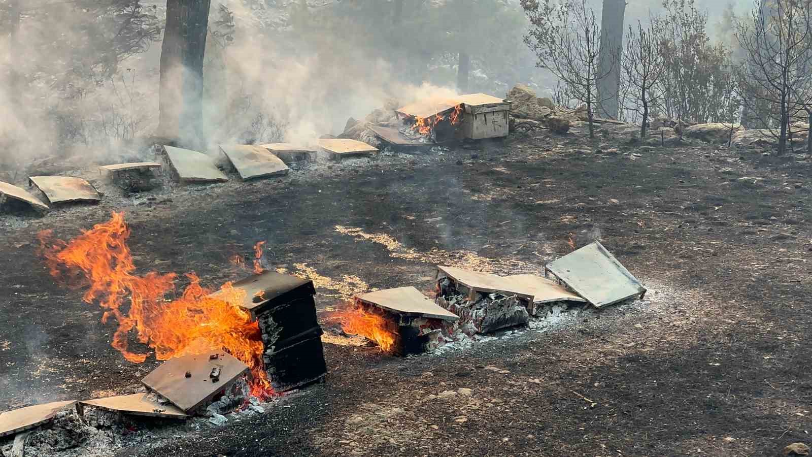 Alevler emekleri yok etti: Orman yangınında yüzlerce arı kovanı küle döndü
