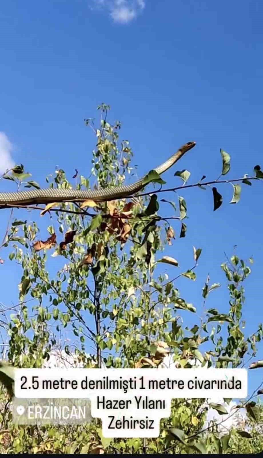 Erzincan’da 1 metrelik yılan elma ağacında görüntülendi
