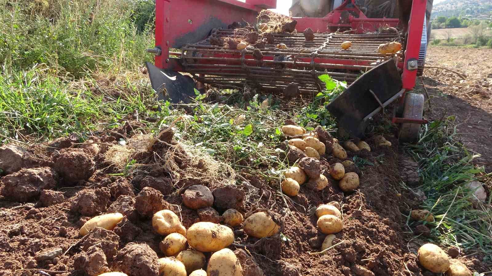 Verim ve kaliteden memnun kalan patates üreticileri, tarla satış fiyatını düşük buldu
