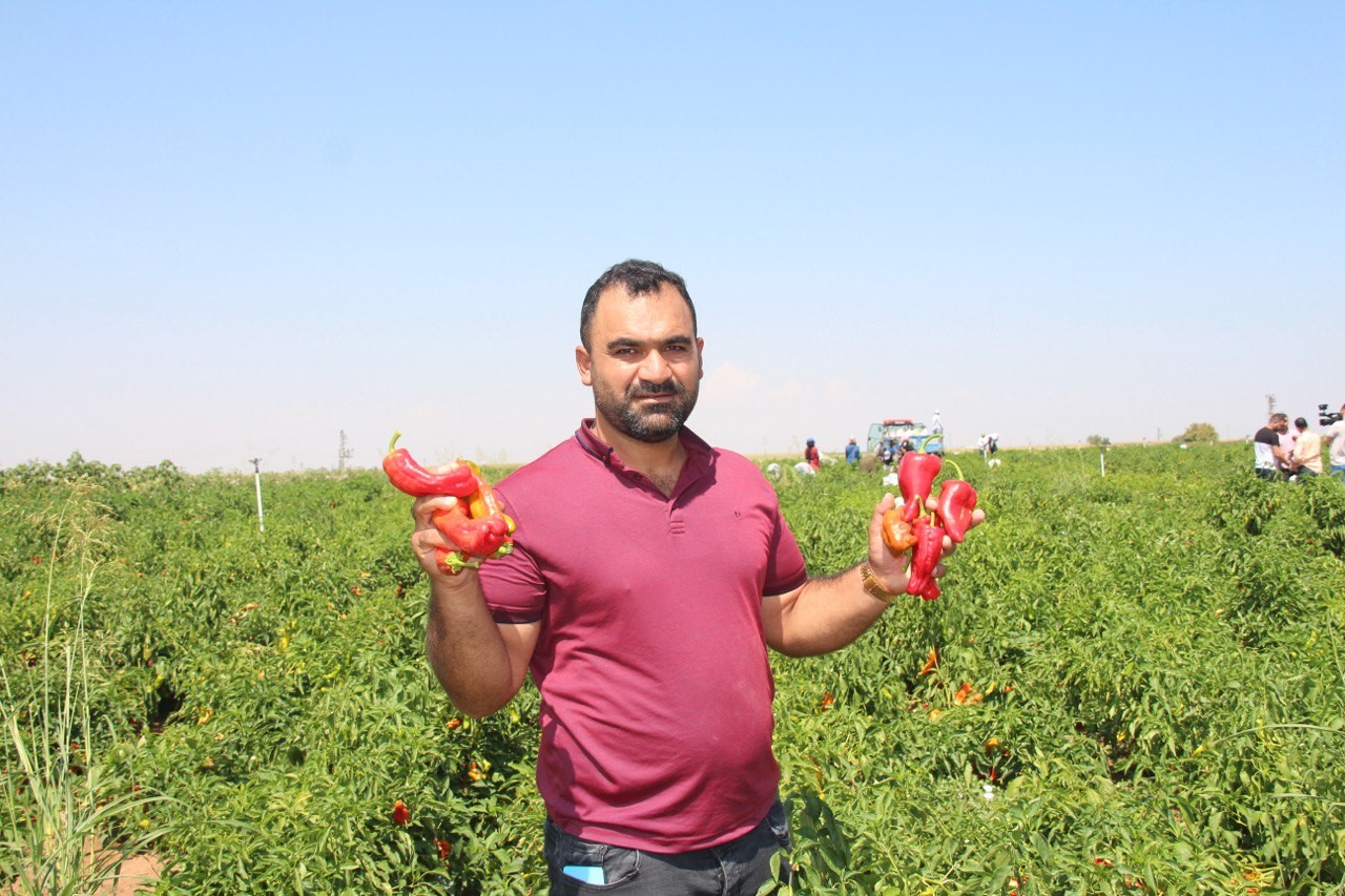 Şanlıurfa’da acı biberin hasadı sürüyor
