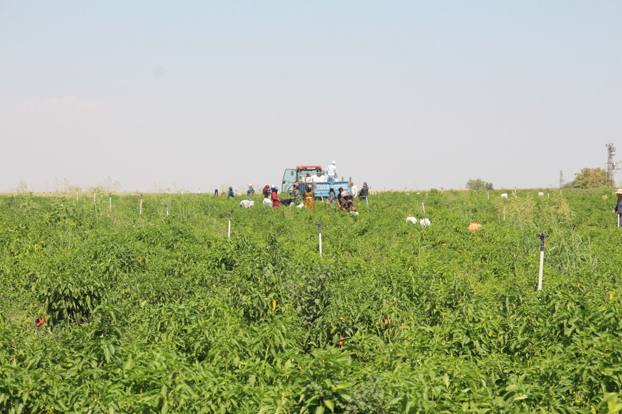 Şanlıurfa’da acı biberin hasadı sürüyor
