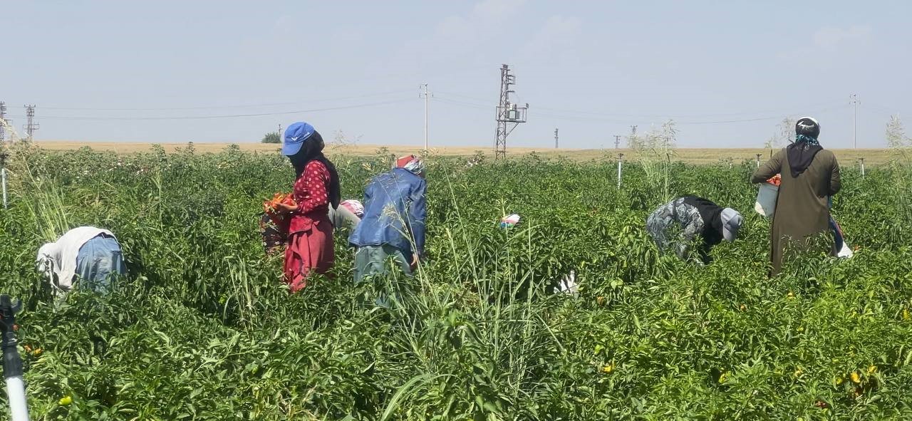 Şanlıurfa’da acı biberin hasadı sürüyor
