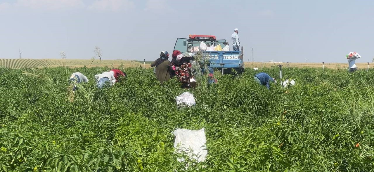 Şanlıurfa’da acı biberin hasadı sürüyor
