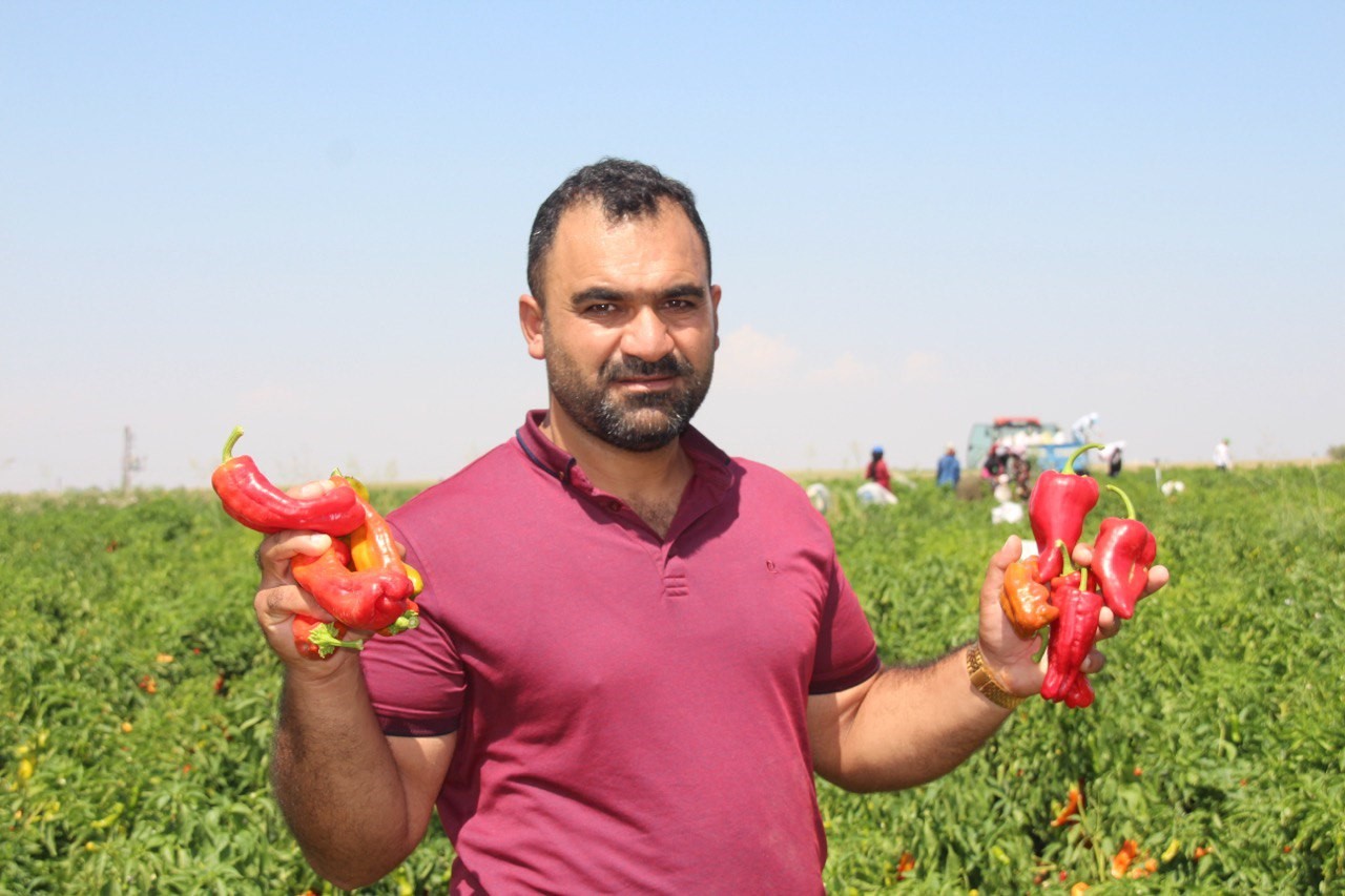 Şanlıurfa’da acı biberin hasadı sürüyor
