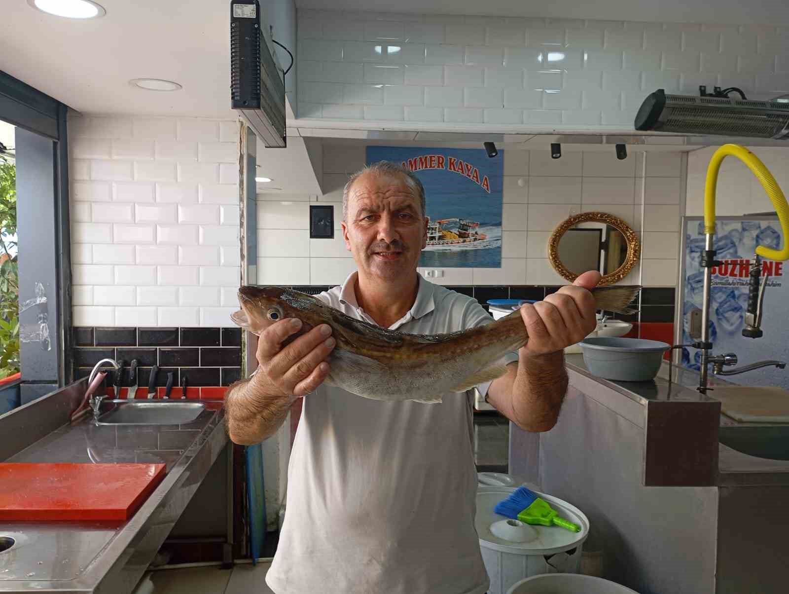 Ordu’da balıkçıların ağına 1 kilogramlık mezgit balığı takıldı
