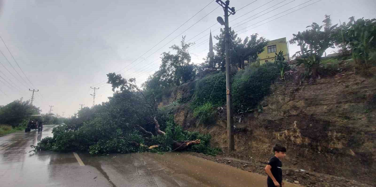 Adana’da fırtına ağaç devirdi
