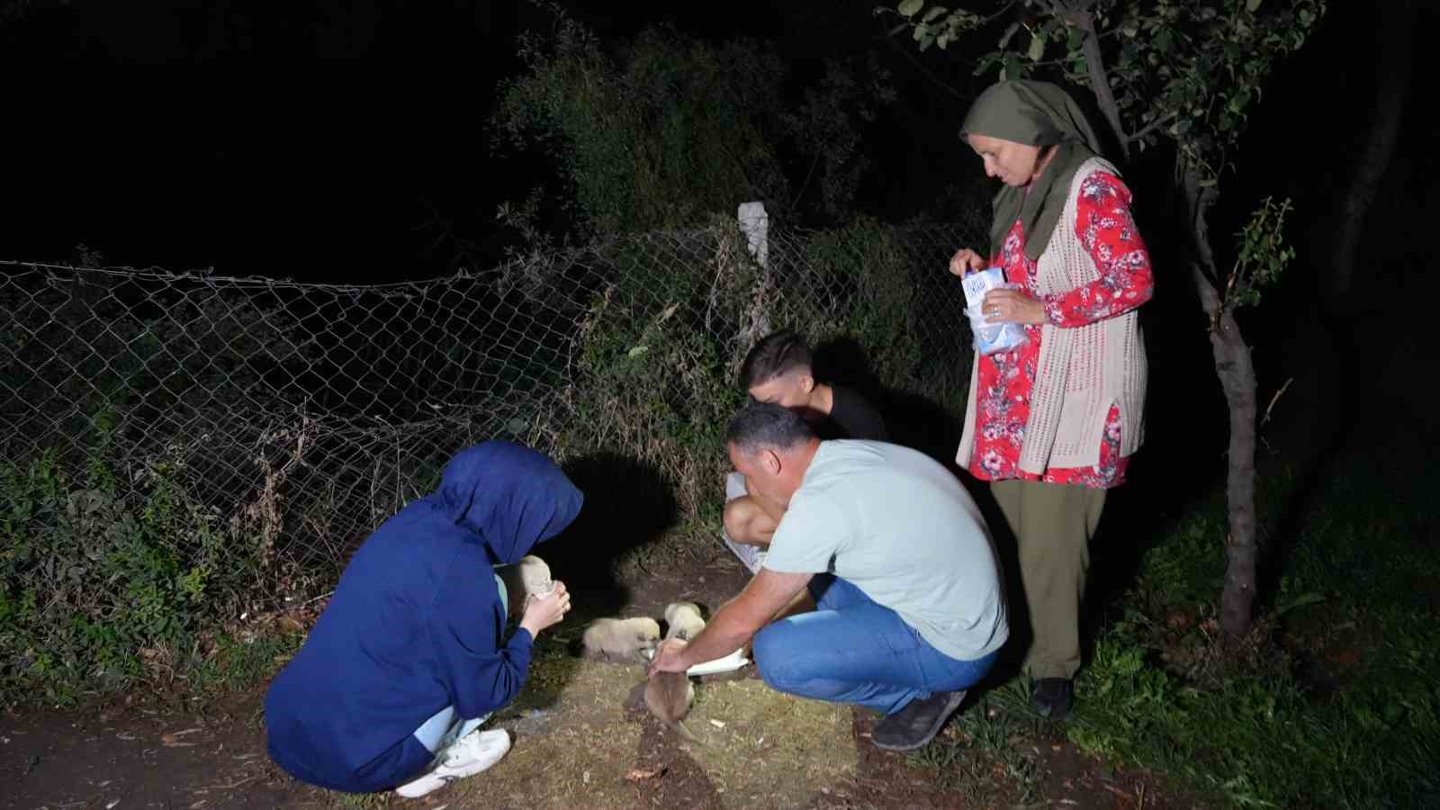 Hayvansever aile, anneleri tarafından terk edilen yavru köpeklere sahip çıktı
