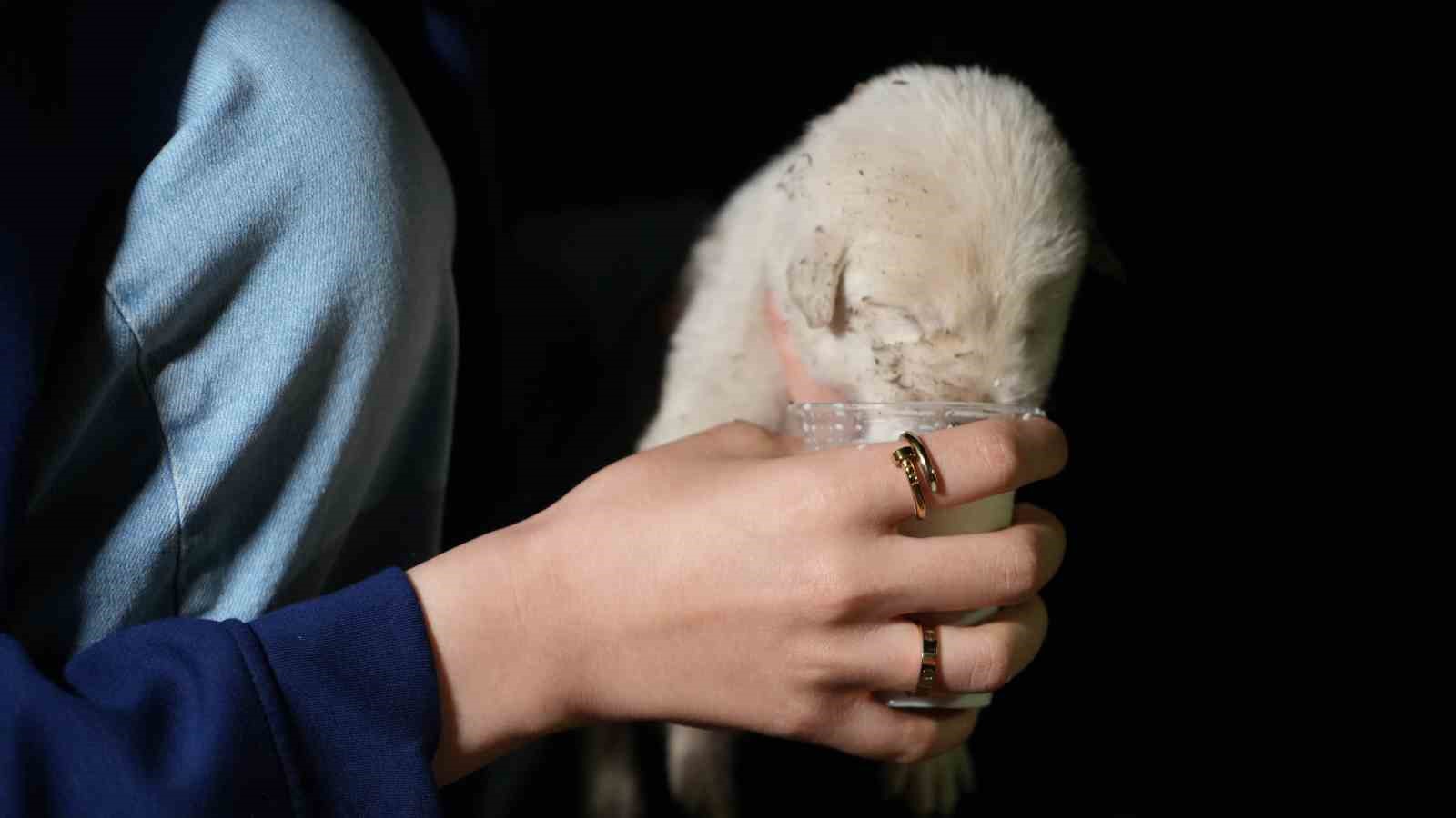 Hayvansever aile, anneleri tarafından terk edilen yavru köpeklere sahip çıktı
