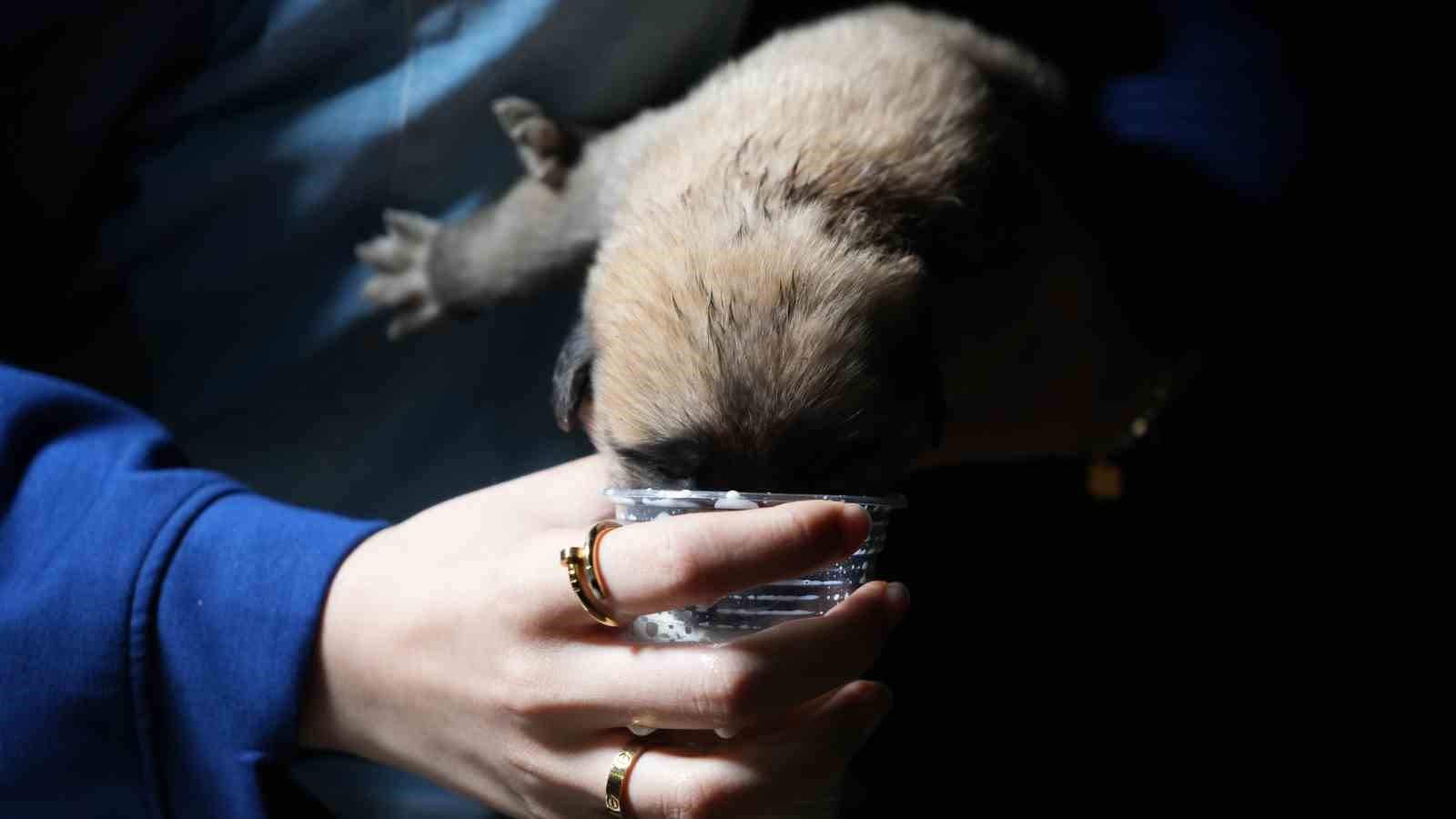 Hayvansever aile, anneleri tarafından terk edilen yavru köpeklere sahip çıktı
