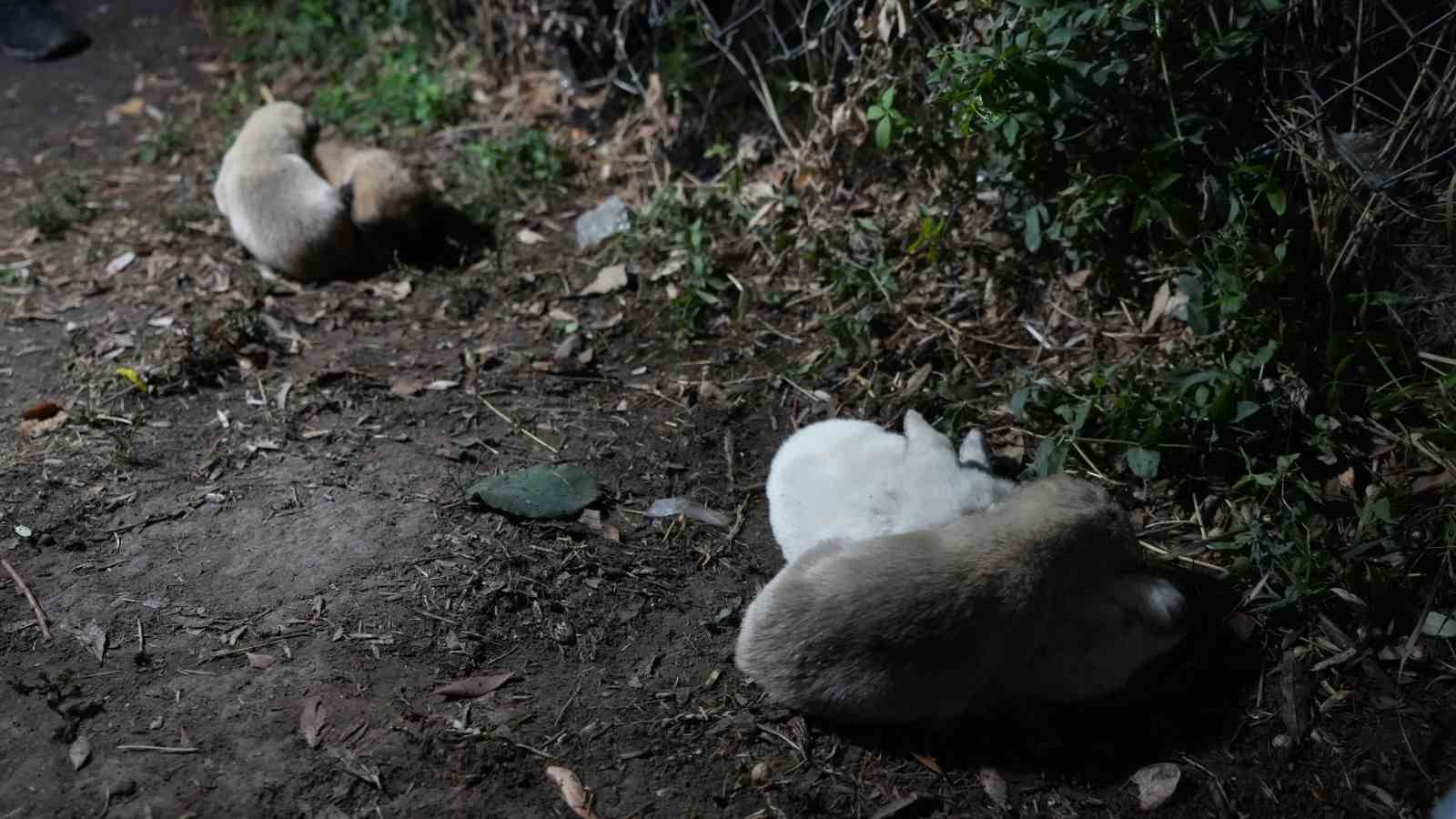 Hayvansever aile, anneleri tarafından terk edilen yavru köpeklere sahip çıktı
