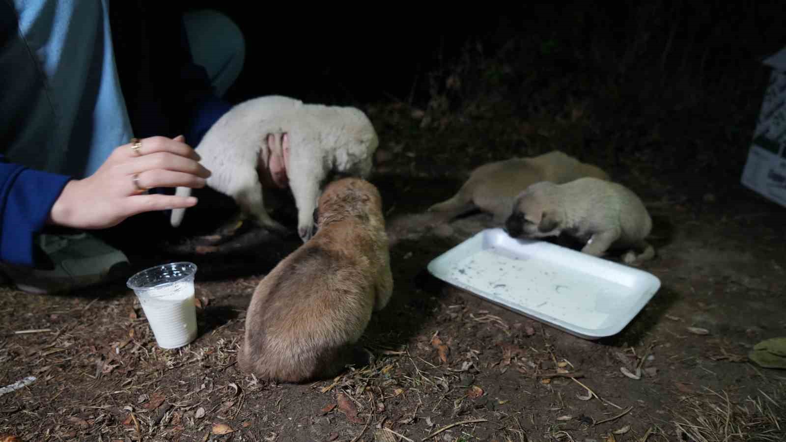 Hayvansever aile, anneleri tarafından terk edilen yavru köpeklere sahip çıktı
