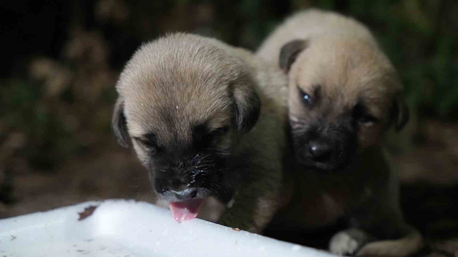 Hayvansever aile, anneleri tarafından terk edilen yavru köpeklere sahip çıktı
