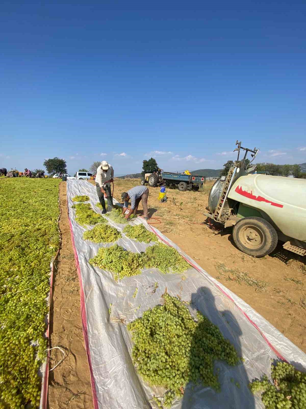 Sumalık üzümde fiyat düştü üreticiler kurutmaya yöneldi
