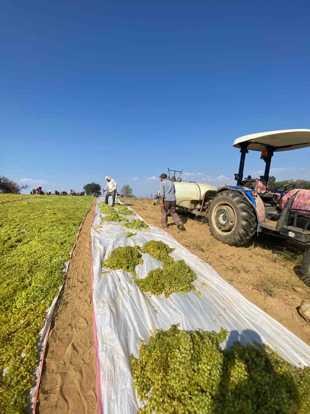 Sumalık üzümde fiyat düştü üreticiler kurutmaya yöneldi
