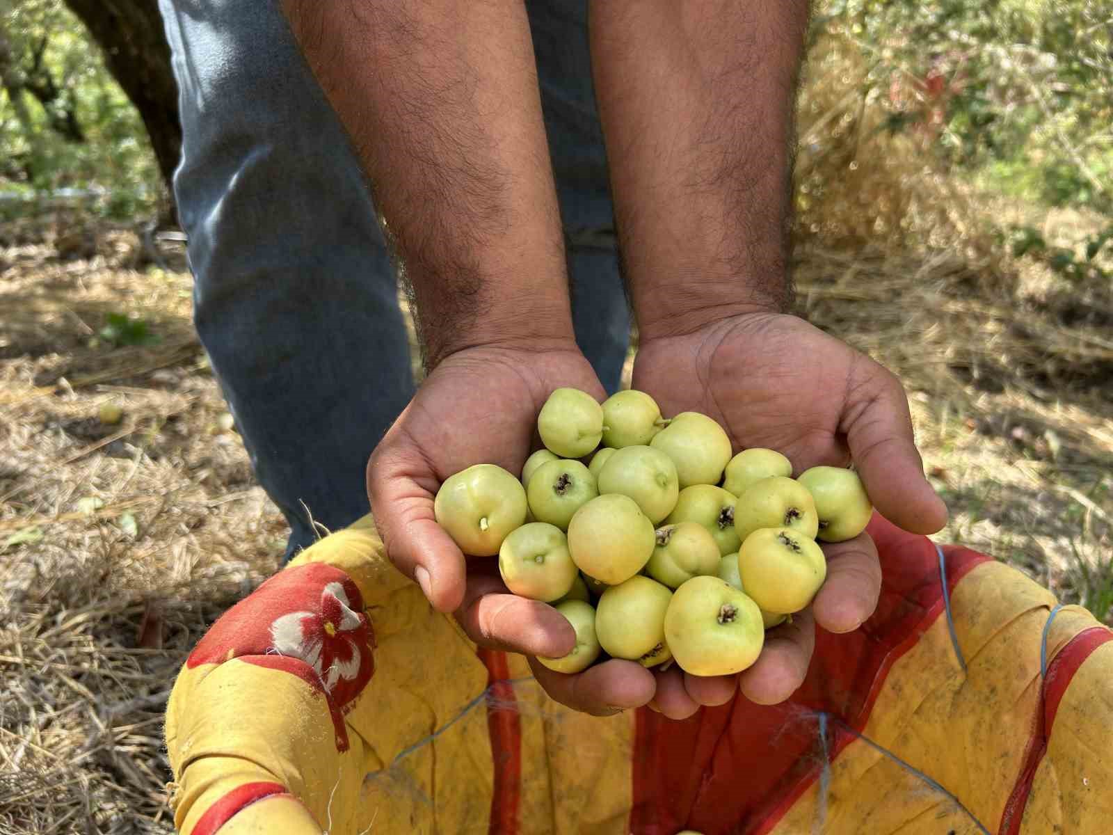 Depremzede üreticinin hasadından memnun olduğu alıç ihraç ediliyor
