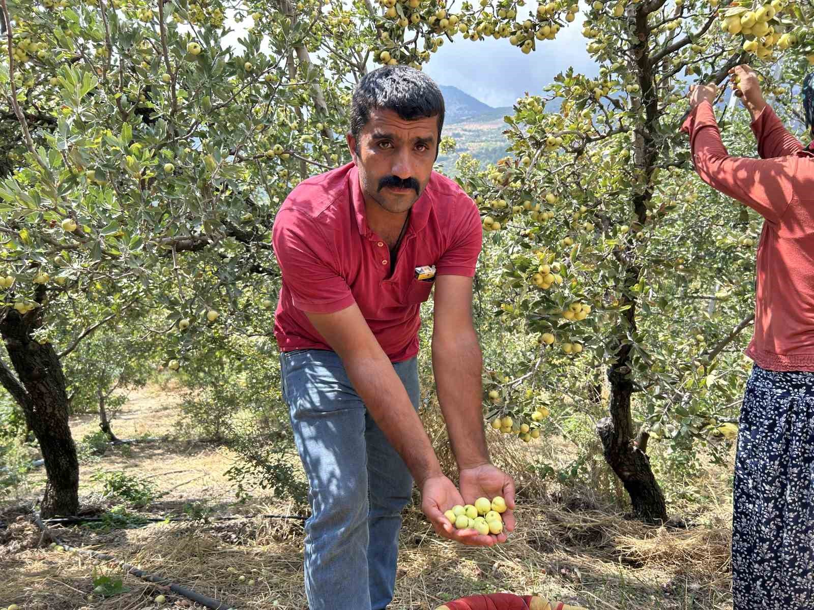 Depremzede üreticinin hasadından memnun olduğu alıç ihraç ediliyor
