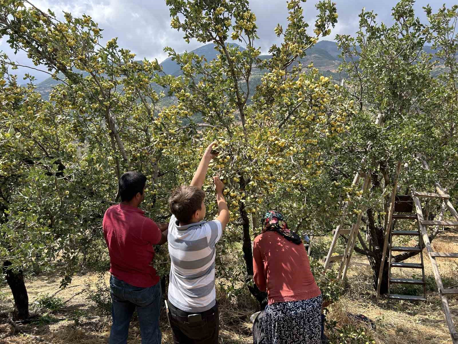 Depremzede üreticinin hasadından memnun olduğu alıç ihraç ediliyor
