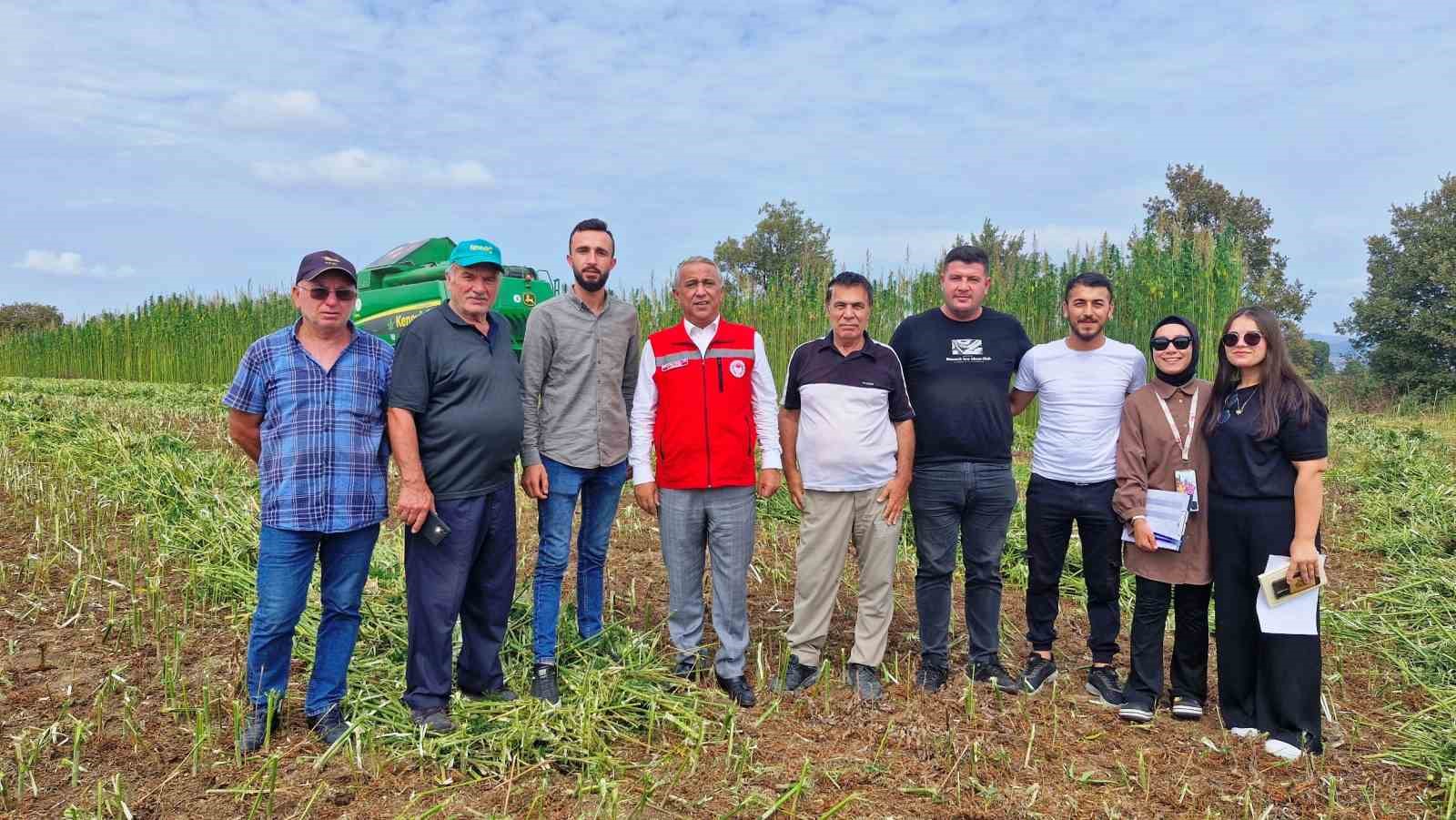 Samsun’da kenevir hasadı başladı
