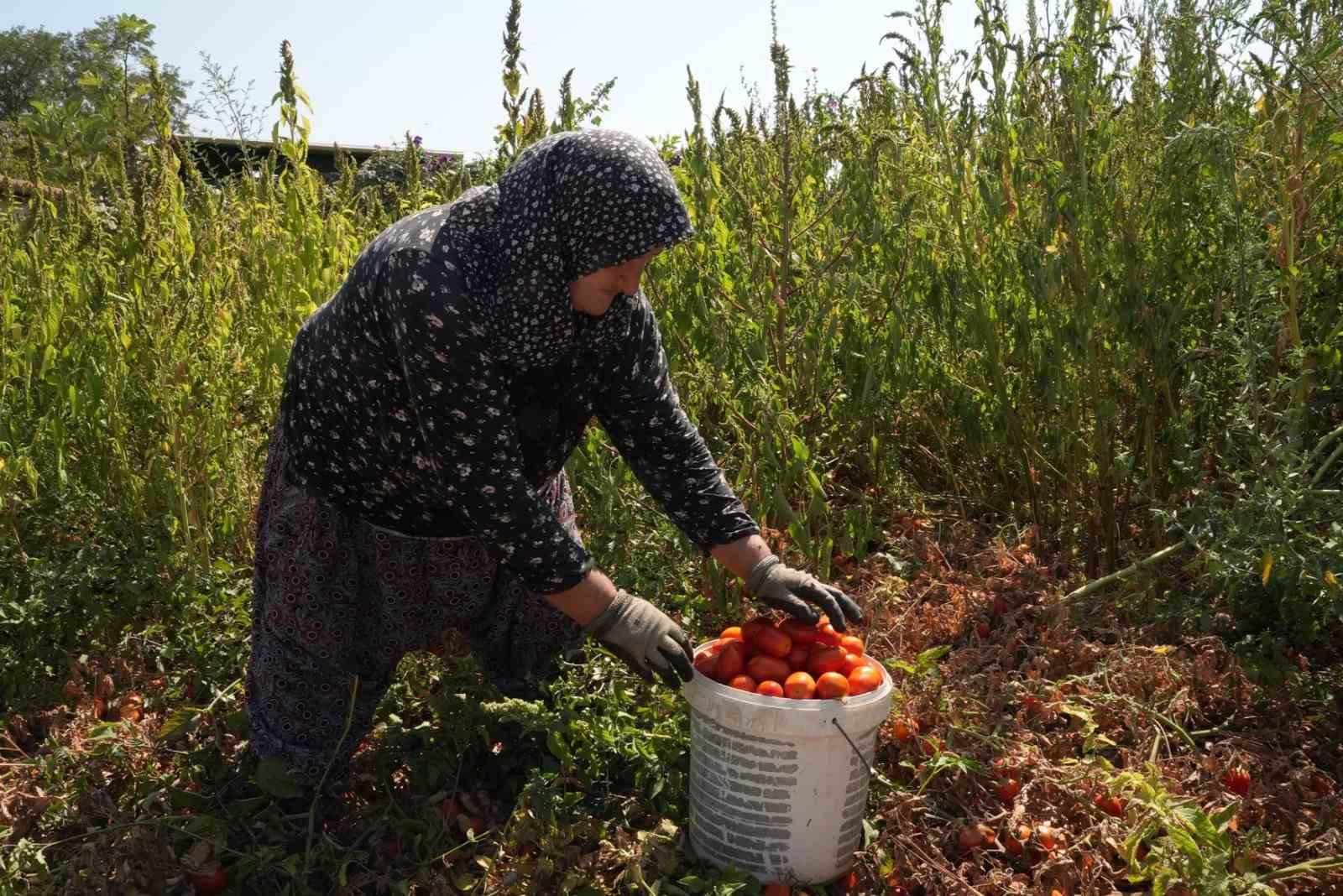 Domatesi tarlada kalan çiftçi, Büyükşehir aracılığıyla ihtiyaç sahiplerine bağışladı
