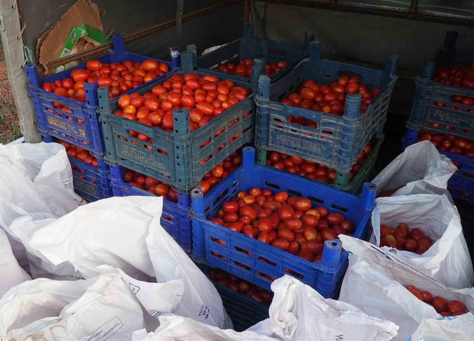 Domatesi tarlada kalan çiftçi, Büyükşehir aracılığıyla ihtiyaç sahiplerine bağışladı
