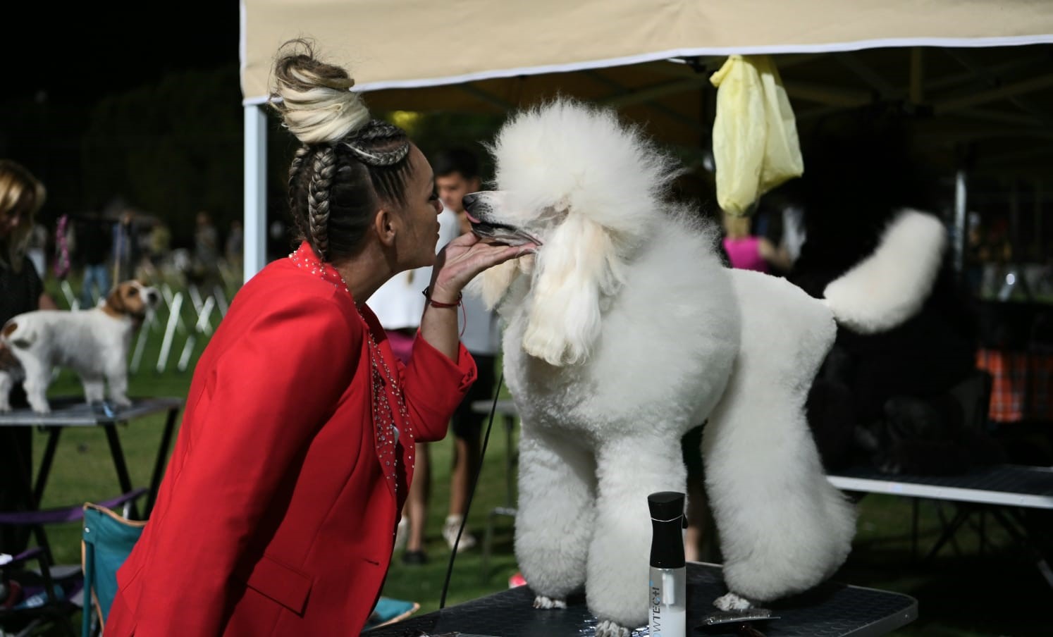 Kuşadası’nda renkli köpek şöleni: ’International Dog Show’ sona erdi
