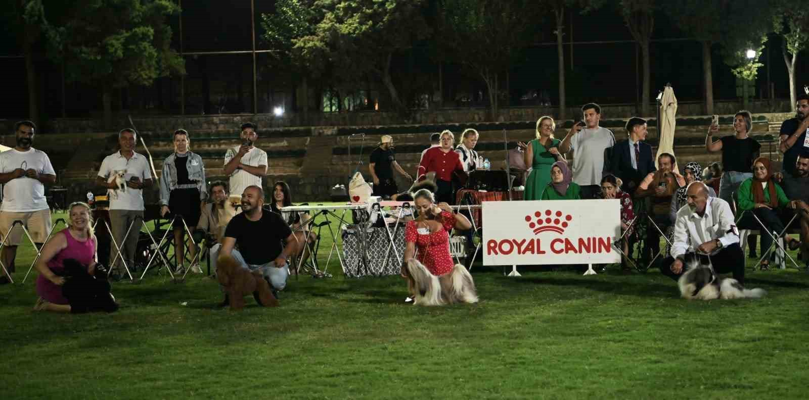 Kuşadası’nda renkli köpek şöleni: ’International Dog Show’ sona erdi
