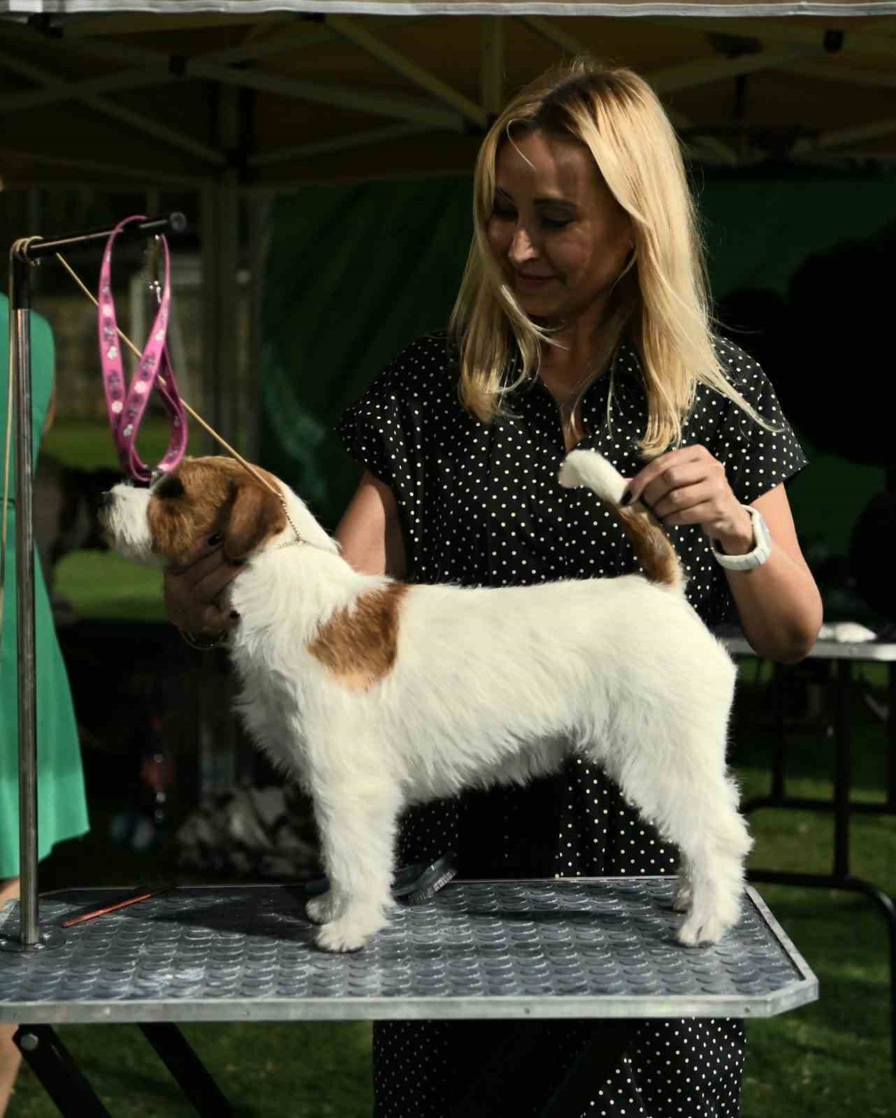 Kuşadası’nda renkli köpek şöleni: ’International Dog Show’ sona erdi
