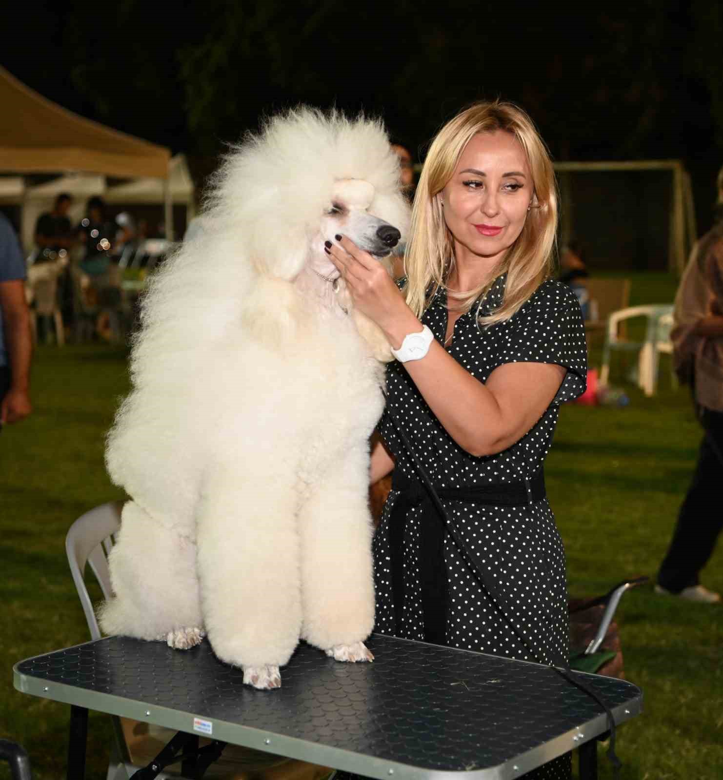 Kuşadası’nda renkli köpek şöleni: ’International Dog Show’ sona erdi
