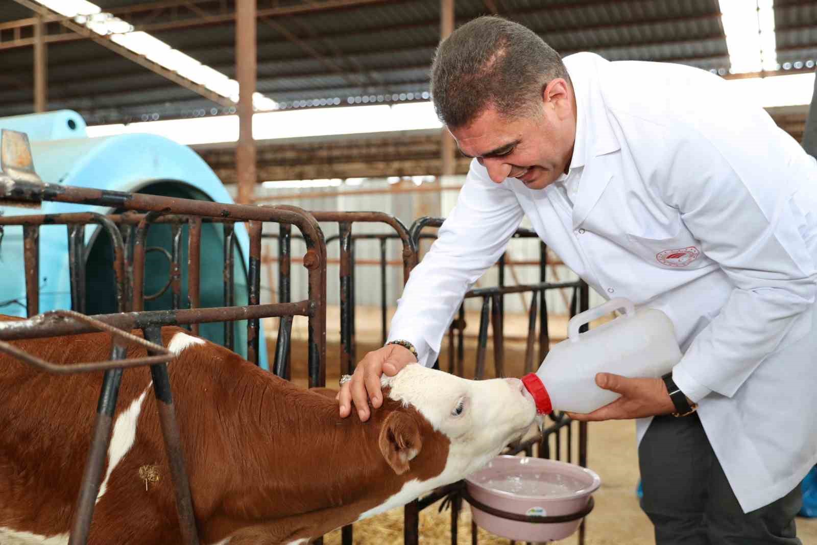 Günlük 5 ton süt üretimi yapıyor
