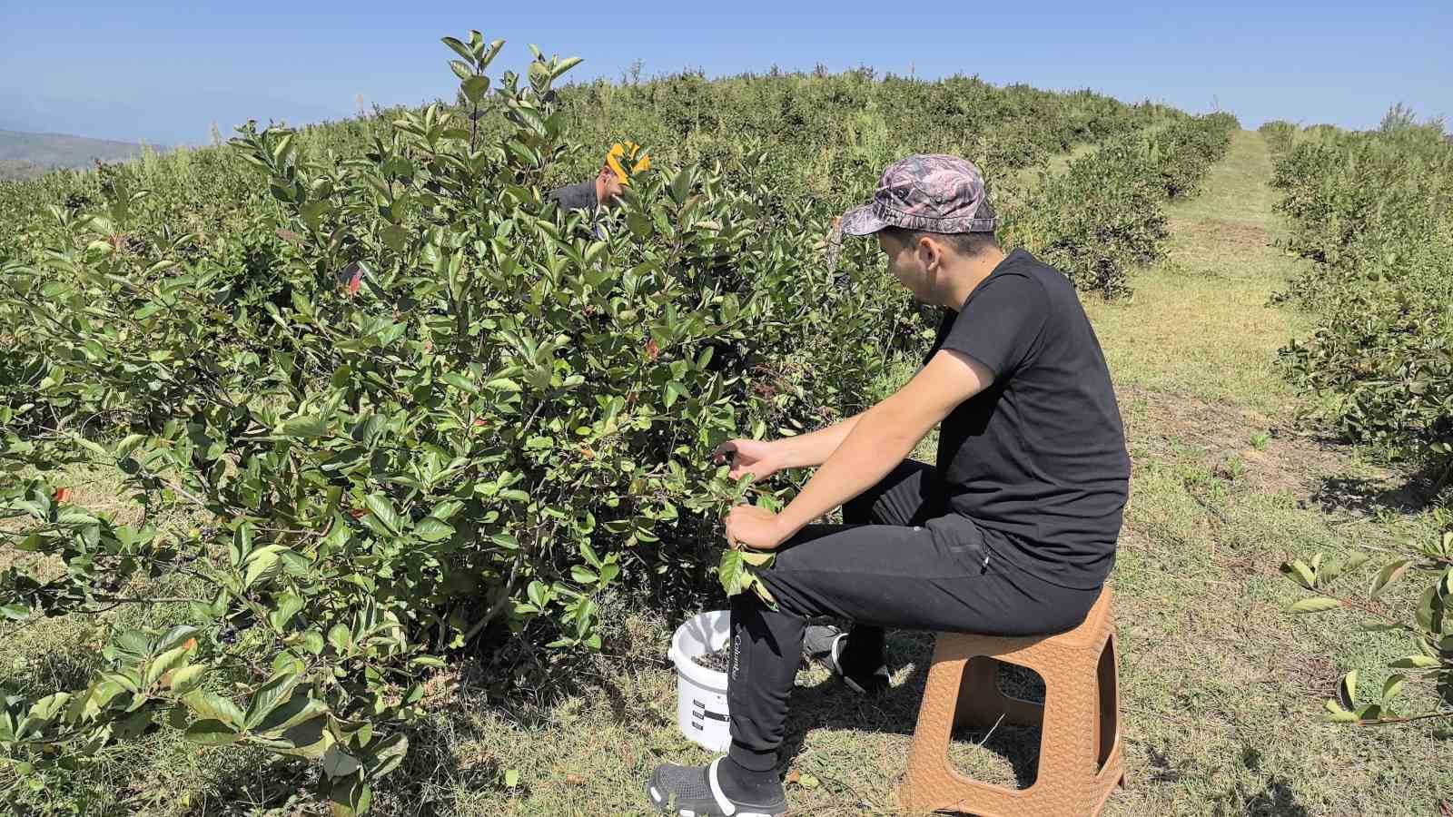 Her derde deva aronya hasadı başladı
