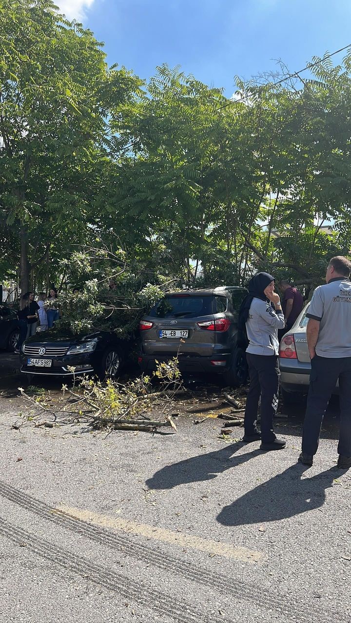 Sakarya’da çürüyen ağaç devrildi, 4 araç hasar gördü
