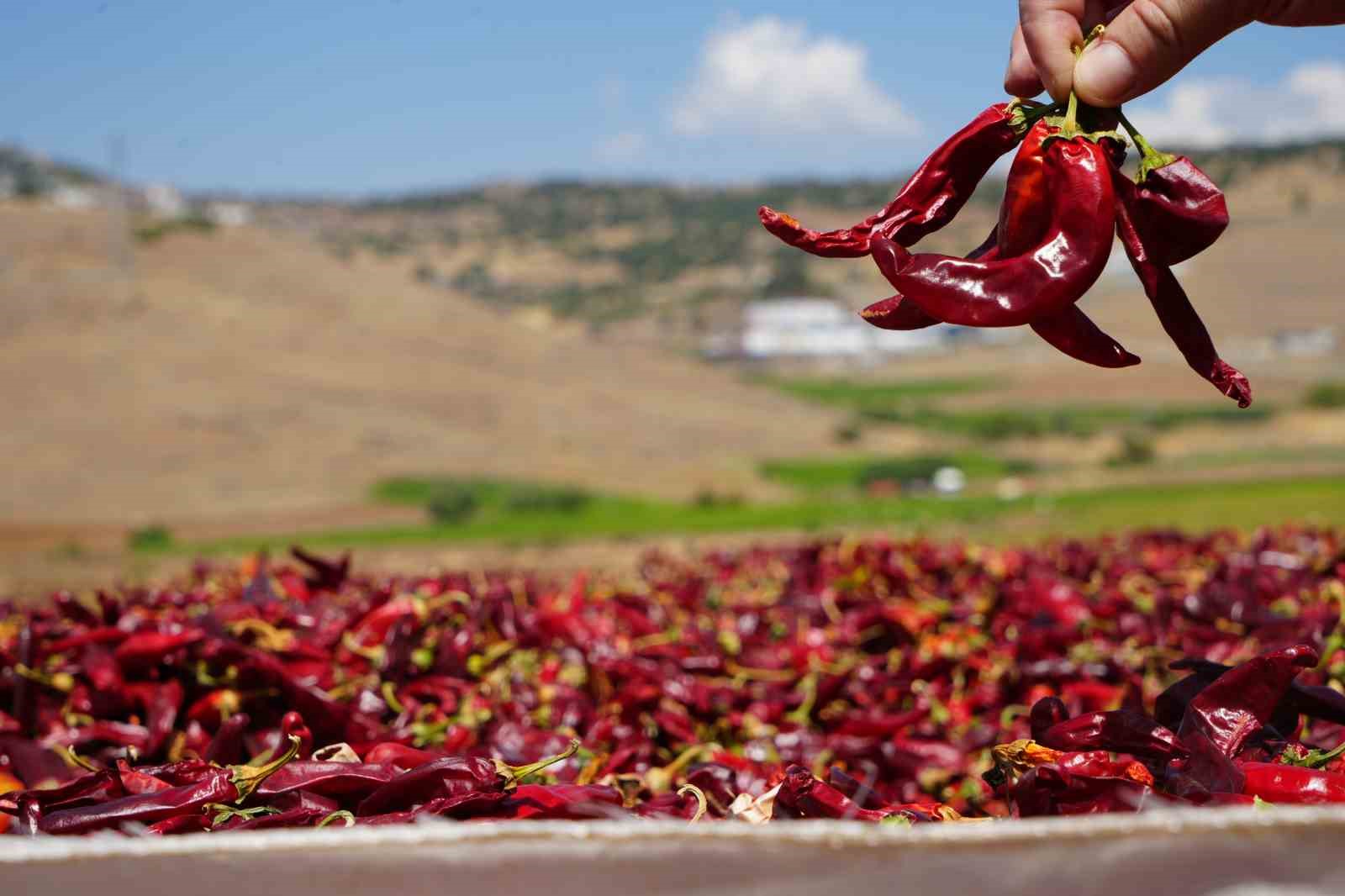 Kilis’te biber kurutma mesaisi başladı, sınırın sıfır noktası kırmızıya büründü
